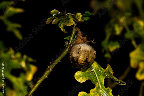 Foto Solanum linnaeanum (El tomatillo del diablo) Planta venenosa parecida al tomate