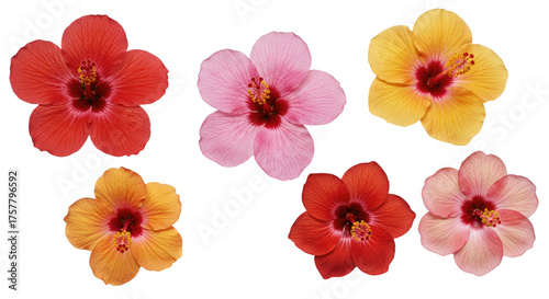 Collection of Vibrant FivePetaled Flowers in Various Colors.