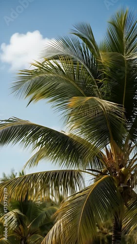 Sun-Kissed Palm Leaves Rustling in a Summer Breeze on a Beautiful Tropical Island Day