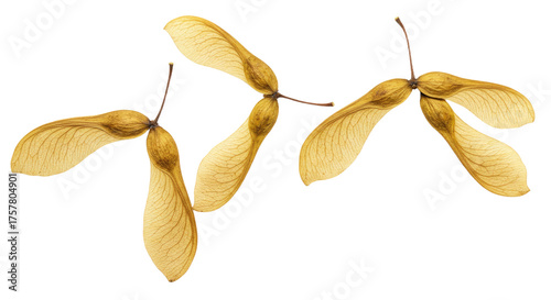 Four Maple Tree Seeds With Wings Isolated On White Background.