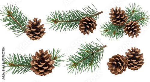 Pine cones and evergreen branches isolated on white background 1.