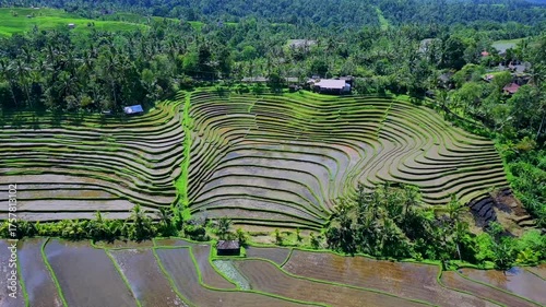 Enchanting Aerial View of Belimbing Rice Terraces – Hidden Paradise in Pupuan, Tabanan Bali