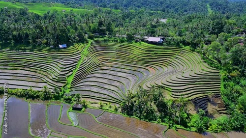 Enchanting Aerial View of Belimbing Rice Terraces – Hidden Paradise in Pupuan, Tabanan Bali