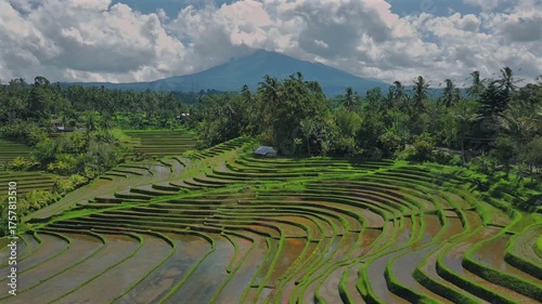 Enchanting Aerial View of Belimbing Rice Terraces – Hidden Paradise in Pupuan, Tabanan Bali