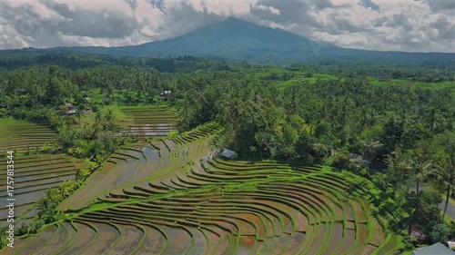 Enchanting Aerial View of Belimbing Rice Terraces – Hidden Paradise in Pupuan, Tabanan Bali