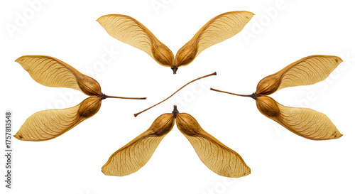 Six Maple Tree Samaras Arranged in a Circular Pattern 2.