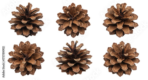 Six Pine Cones Isolated on White Background Natural Organic Elements.