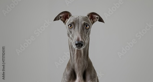 Elegant Canine Portrait with Striking Eyes