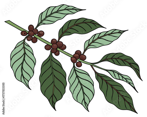 branch of cherry tree