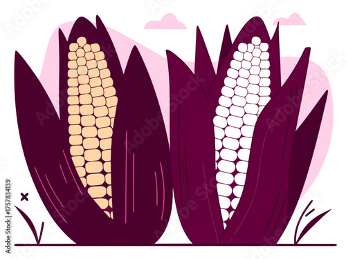 vector illustration of an abstract background nutrition, raw, sweetcorn, healthy, white, isolated, corn, food, maize, plant, fresh, grain, organic, vector, ripe, leaf, illustration, green, nature, cro