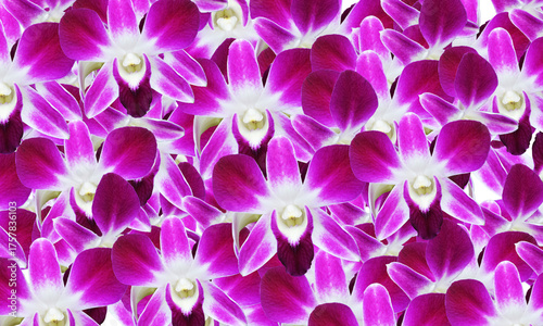 DENDROBIUM  Purple  Thai  orchids  background
