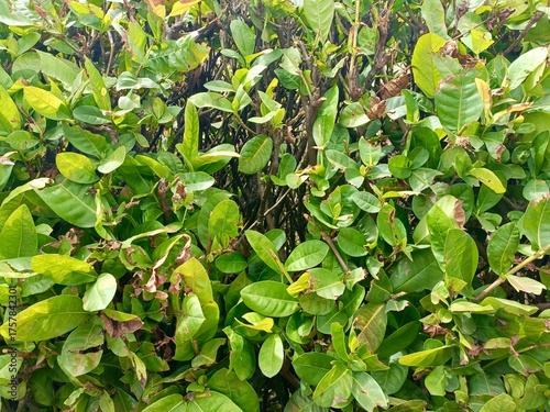 Closeup green leaves surface texture background 