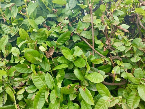 green leaves background