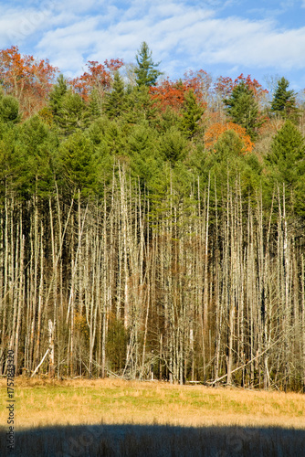 Dead Trees, Cataloochee Cove, Great Smoky Mountains