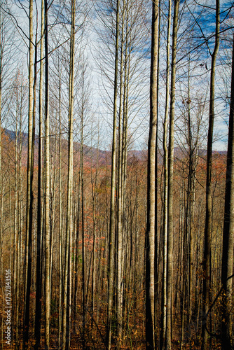 Autumn, Pisgah NF, NC