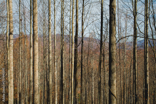 Autumn, Pisgah NF, NC