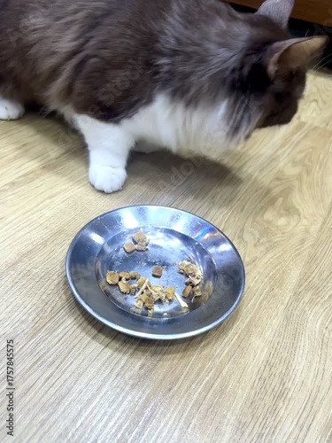 A beautiful, thick-haired, brown-and-white cat, often called a ragdoll, is eating from an aluminum plate