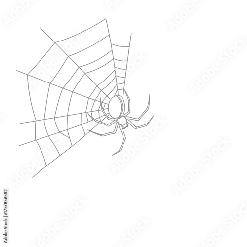 Spider on a web.