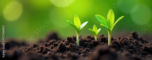 Three vibrant green sprouts emerge from rich soil, signifying growth, new life, and springtime A close-up shot highlighting the delicate details of the emerging plants , fresh, plant, life cycle