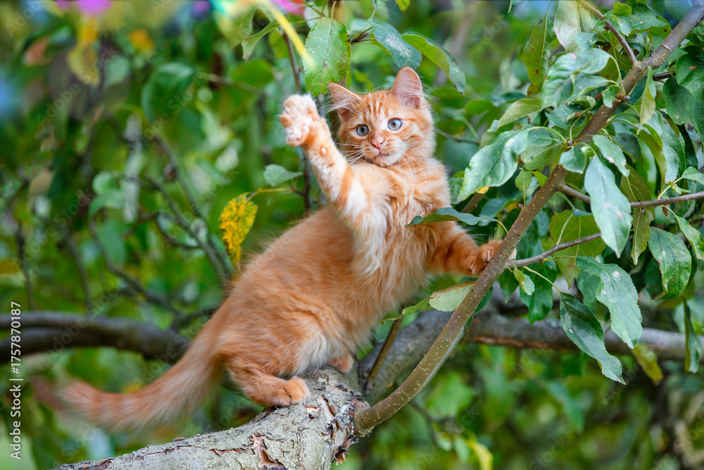 Fototapeta premium A funny ginger kitten waves hello with its paw while sitting on a tree in the garden