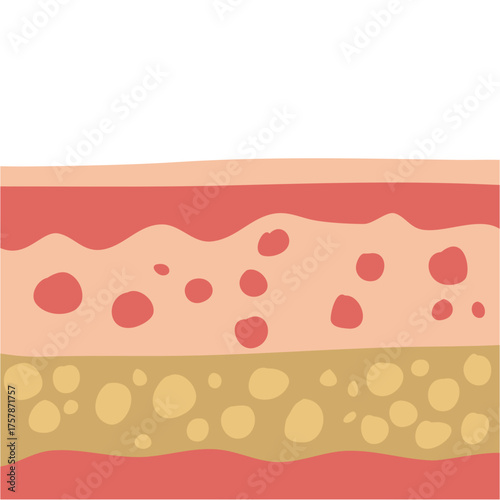 human skin layers vector