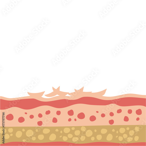 human skin layers vector