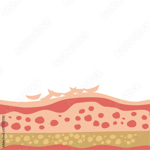 human skin layers vector
