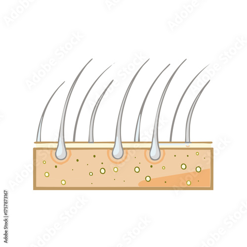Hair Follicles Illustration Showing Healthy Skin and Hair Structure for Education