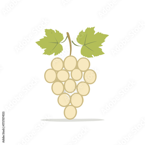 Stylized white grapes cluster with green leaves fresh fruit illustration