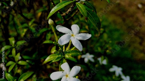 white flowers in the garden