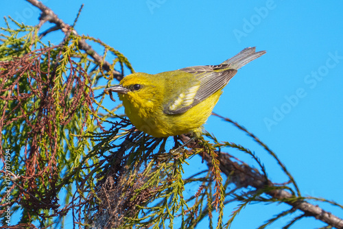 Blue-winged Warbler perched on cypress tree