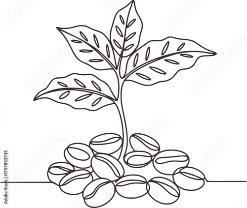 Coffee plant sprout growing from beans leaves
