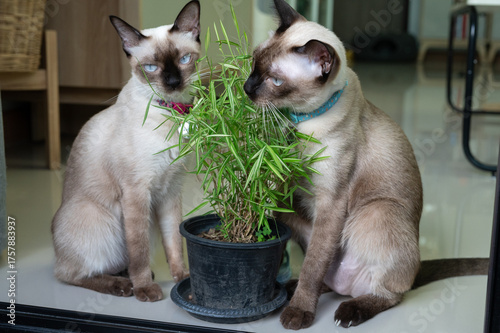 Fotografia Siamese cats while eating leaf of Thyrsostachys siamensis Gamble (or silver bamboo)