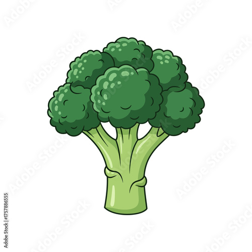 Fresh green broccoli isolated on white background healthy vegetable nutrition concept
