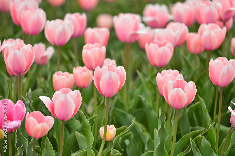 Fototapeta premium Spring blooming tulip field. Flowers tulips, Spring floral background.