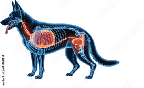 German Shepherd anatomy, dog skeletal digestive system, veterinary illustration, internal organ diagram, transparent canine view, biology reference, pet health concept