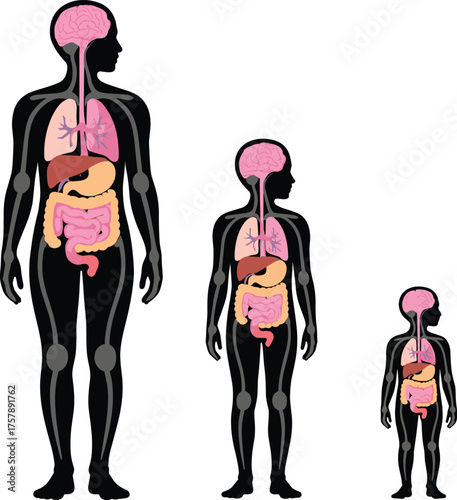 Human anatomy growth stages, internal organ illustration, child adult comparison, educational medical visual, digestive system diagram, health concept, biology referenceHuman anatomy growth 
