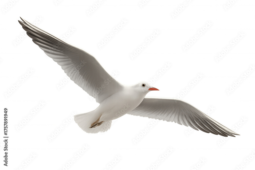 Fototapeta premium Seagull flying in full wingspan, white sea bird in motion, cutout animal on transparent background