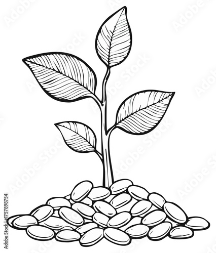 Black and white sketch of a young plant sprouting from seeds