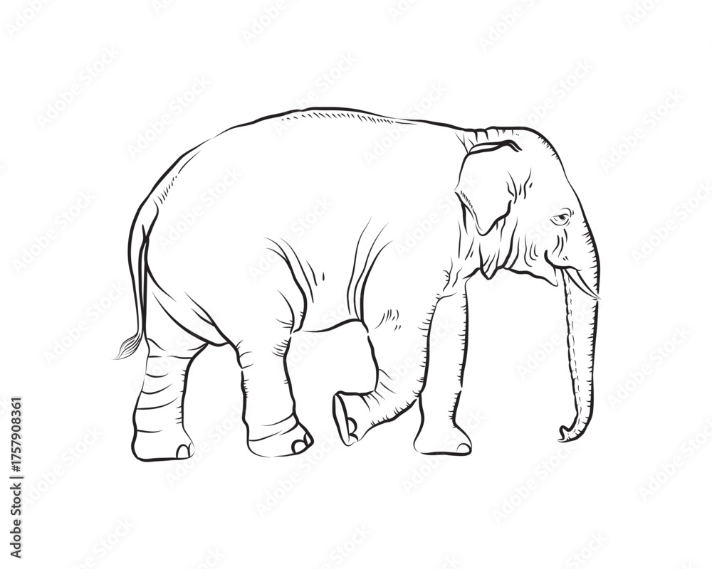Fototapeta premium Line drawing of elephant, Asian elephant, Thai elephant, black line drawing separated from white background.