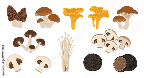 A delightful assortment of edible fungi species including morels chanterelles shiitake oyster and enoki mushrooms.