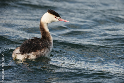 Tableau sur toile The great crested grebe (Podiceps cristatus cristatus) is a member of the grebe family of water birds
