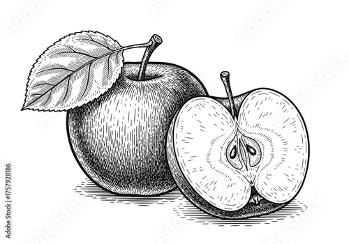 Engraved vector illustration of an apples with apple half and apple leaf. Vintage. Hand realistic drawing.