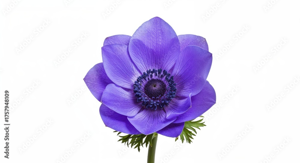Obraz premium Enchanting Purple Flower: The captivating bloom of a single, vibrant purple flower, displaying its delicate petals and intricate details against a clear backdrop.