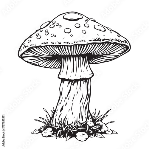 Vector art of black and white illustration of a mushroom logo.