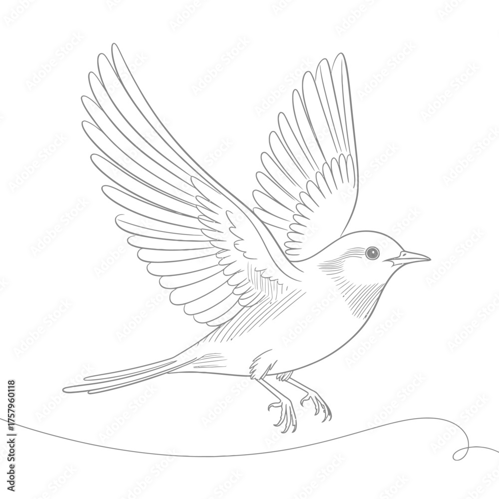 Fototapeta premium Detailed sketch of a bird in flight with wings spread wide