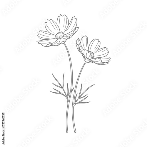 Two cosmos flowers are illustrated with fine line art, showcasing their petals, stems, and leaves against a white background.