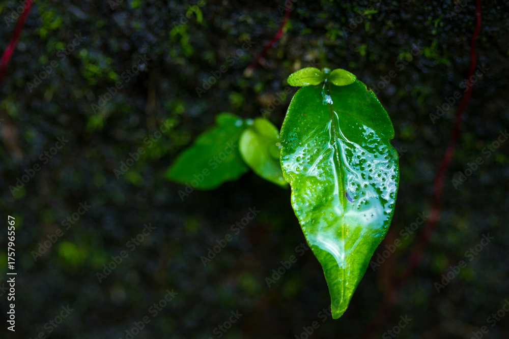 Obraz premium green leaf with water drops