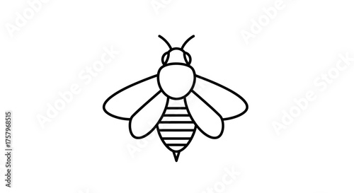 A minimalist line drawing of a bee showcasing its key anatomical features and wings