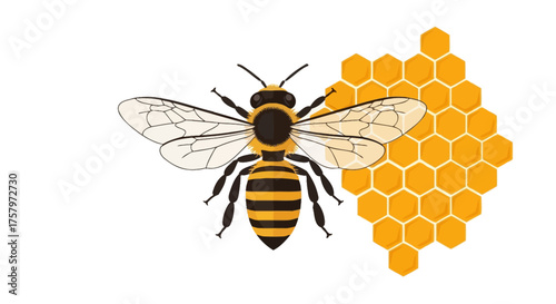Detailed illustration of a honey bee with honeycomb on a clean white background